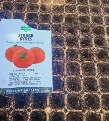 Star 9009 Tomato Seedlings