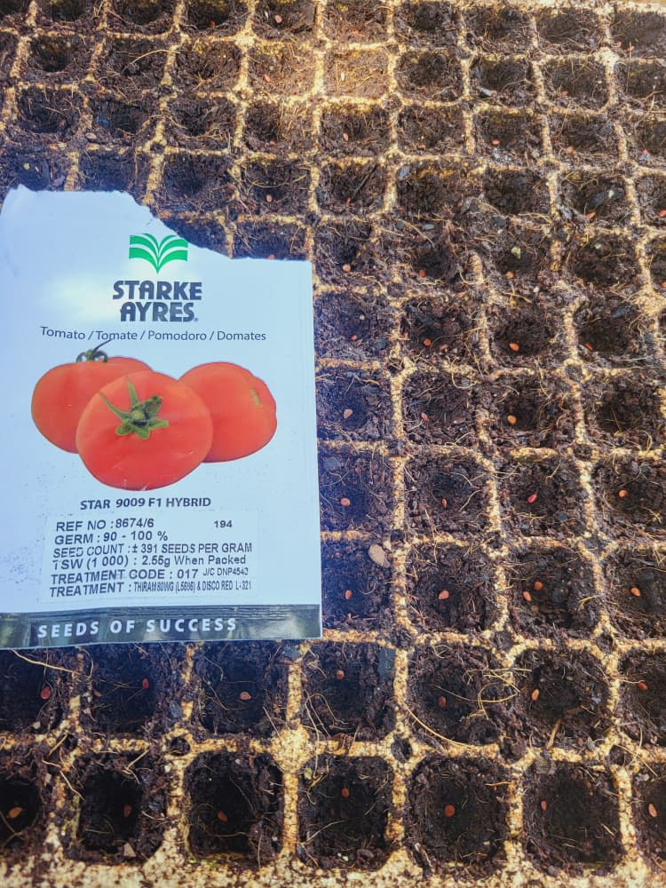 Star 9009 Tomato Seedlings