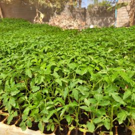HTX14 Tomato Seedlings