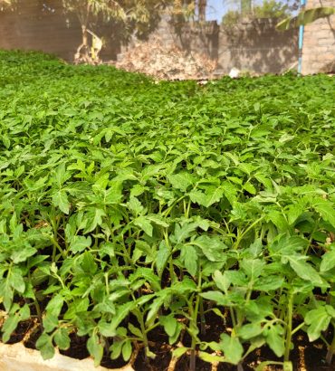 HTX14 Tomato Seedlings