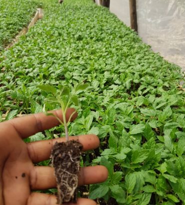 Daisy Tomato Seedlings