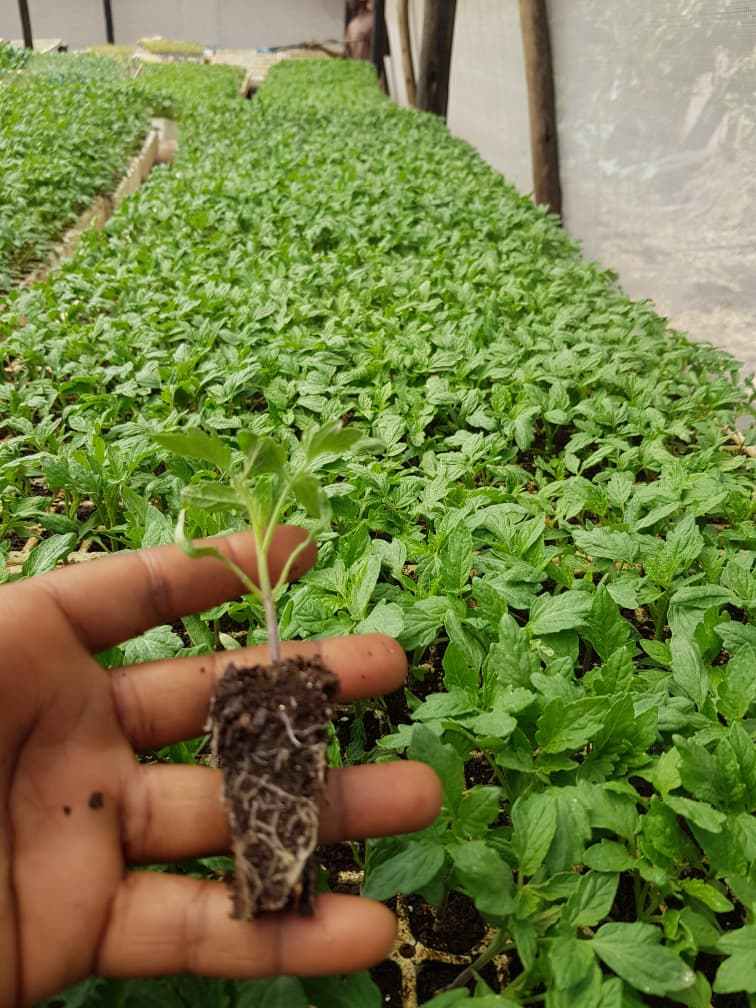 Daisy Tomato Seedlings in Zimbabwe: A Complete Growing Guide for Farmers