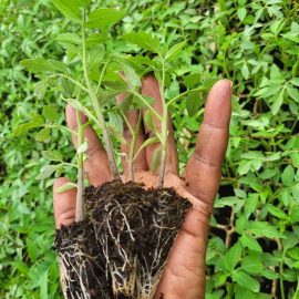 Tengeru 97 Tomato Seedlings