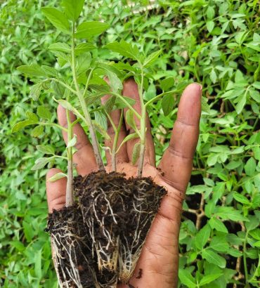 Tengeru 97 Tomato Seedlings