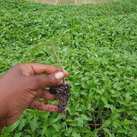 Rodade Plus Tomato Seedlings