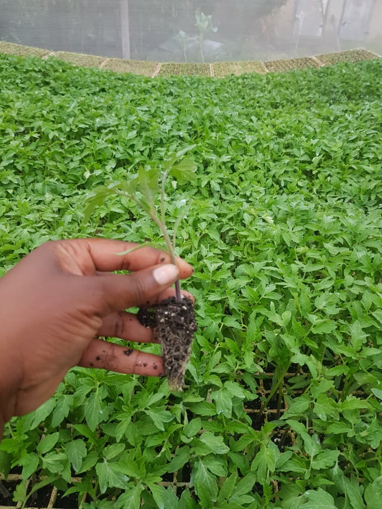 Rodade Plus Tomato Seedlings in Zimbabwe – The Reliable Open-Field Performer