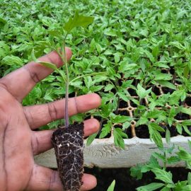 Sagatan Tomato Seedlings
