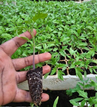 Sagatan Tomato Seedlings