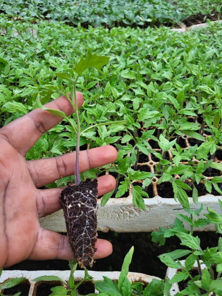 Sagatan Tomato Seedlings in Zimbabwe: A Complete Growing Guide for Farmers